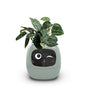 Intelligent lazy person automatic water-absorbing flowerpot